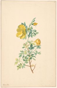 Zweig einer gelben Rose (Rosa Lutea)