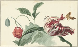 Tulpe und Mohnblume