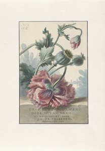 Mohnblumen von Willem van Leen