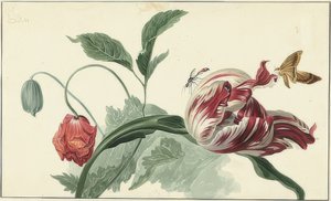Tulpe und Mohn von Willem van Leen