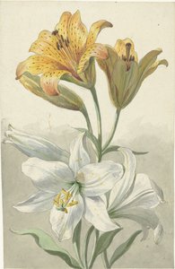 Gelbe und weiße Lilien von Willem van Leen