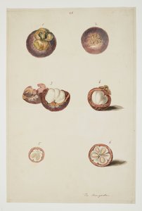 WD 961 f.25