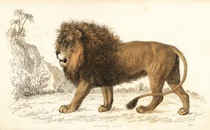 Afrikanischer Löwe, Panthera leo. Gefährdet
