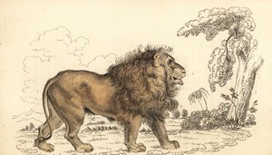Asiatischer Löwe, gefährdet, Panthera leo leo, 1834 (Gravur) von William Alexander Forbes