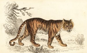 Bengalischer Tiger, Panthera tigris tigris, 1834