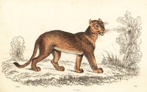 Puma, Puma concolor, 1834 (Gravur) von William Alexander Forbes