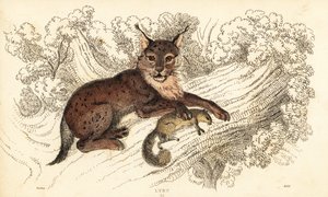 Eurasischer Luchs, Lynx lynx von William Alexander Forbes