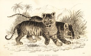 Hybride Löwen- und Tigerjungen, 1834 (Gravur)