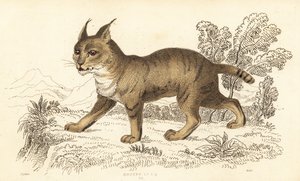Dschungelkatze, Felis chaus, 1834 von William Alexander Forbes