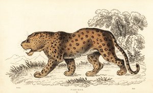 Leopard, Panthera pardus, gefährdet, 1834 (Gravur) von William Alexander Forbes