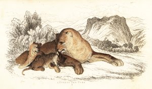 Löwin und Junge, Panthera leo, 1834 (Gravur) von William Alexander Forbes