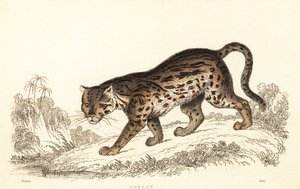 Ozelot, Leopardus pardalis