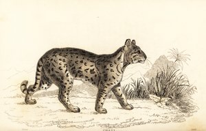 Ozelot, Leopardus pardalis mitis, 1834 von William Alexander Forbes