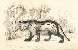 Pampaskatze oder Pantanal, Leopardus colocola, 1834 von William Alexander Forbes