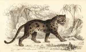 Sunda-Leopardkatze, Prionailurus bengalensis subsp. sumatranus von William Alexander Forbes