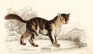Wilde Schildpattkatze aus Südamerika, Felis catus, 1834 (Gravur) von William Alexander Forbes
