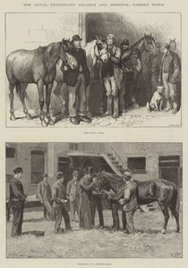 Das Royal Veterinary College und Hospital, Camden Town