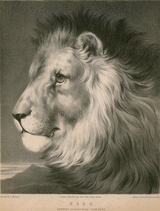 Nero der Löwe, Surrey Zoological Gardens, London von William Barraud