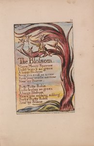 Lieder der Unschuld und der Erfahrung, Tafel 20, Die Blüte (Bentley 11)