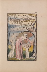Lieder der Unschuld und der Erfahrung, Tafel 37, Die Fliege (Bentley 40)