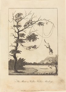 Die Mecoo & Kisbee Kishee Affen, 1793
