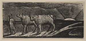 Unyokd Heifers, Loitering Homeward (aus Thorntons Pastorals of Virgil, 1821)