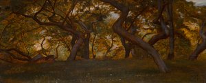 Ein Wald bei Volterra, Italien