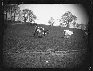Steinbruchfeld, Rumney, Cardiff