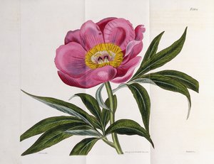 Illustration, Nummer 2264, aus "The Botanical Magazine", 1787-1826 von William Curtis