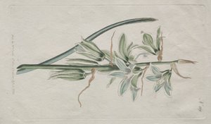 Das Botanische Magazin oder Blumengarten: Stern von Bethlehem, 1794