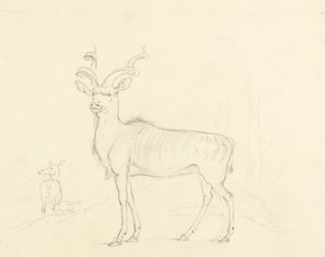 Der Kudu von William Daniell
