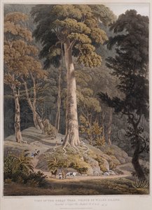 Ansicht des großen Baums, Prince of Wales Island