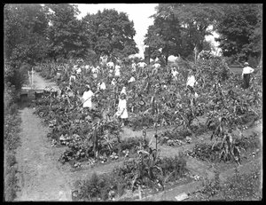 Kinder arbeiten im Schulgarten von Isham Park, New York City, 16. August 1915