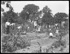Kinder arbeiten im Schulgarten des Isham Parks, New York City, 16. August 1915 von William Davis Hassler