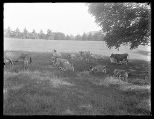 Kühe ruhen unter einem Baum, wahrscheinlich die McCready-Farm, Crawford County, Pennsylvania, ca. 1913