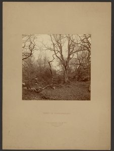 Wald von Fontainebleau von William Drooke Harrison