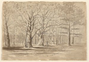 College Woods von William Fowler Hopson