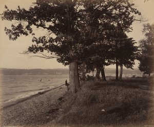 Cayuga-See, Sheldrake