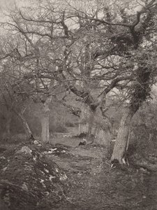 Forêt de Fontainebleau, 1870er