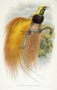 Paradisea Augustae Victoriae, 1891-1898 von William Hart