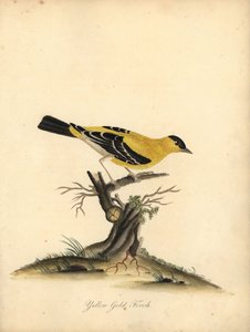 Amerikanischer Stieglitz, Carduelis tristis. Handkolorierter Kupferstich von William Hayes aus Portraits of Rare and Curious Birds from the Menagery of Osterly Park von William Hayes