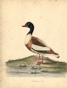 Brandgans, Tadorna tadorna. (Schildrake, Anas tadorna.) Handkolorierter Kupferstich einer Illustration von William Hayes aus Portraits of Rare and Curious Birds from the Menagery of Osterly Park (London: Bulmer) von William Hayes
