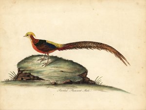 Goldener oder Chinesischer Fasan, Chrysolophus pictus, männlich. Handkolorierter Kupferstich einer Illustration von William Hayes aus Portraits of Rare and Curious Birds from the Menagery of Osterly Park, London von William Hayes