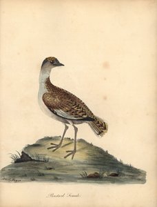 Großtrappe, Otis tarda, Weibchen. Handkolorierter Kupferstich von William und Emily Hayes aus William Hayes