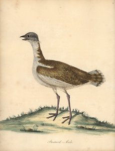 Großtrappe, Otis tarda, Männchen. Handkolorierte Kupferstichgravur einer Illustration von William Hayes aus Portraits of Rare and Curious Birds from the Menagery of Osterly Park von William Hayes