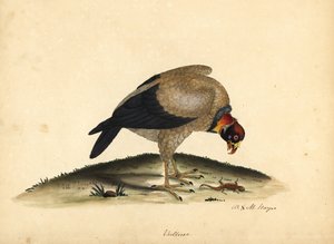 Königsgeier, Sarcoramphus papa. Handkolorierte Kupferstichgravur einer Illustration von William Hayes und seiner Tochter M (Matilda) aus Portraits of Rare and Curious Birds from the Menagery of Osterly Park von William Hayes