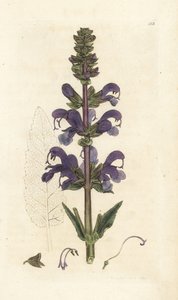 Wiesensalbei, Salvia pratensis