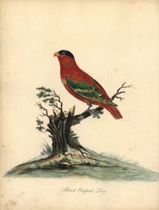 Rotnacken-Lori, Lorius domicella. Gefährdet. Schwarzgekrönter Lori, Psittacus domicilla. Handkolorierter Kupferstich einer Illustration von William Hayes aus Portraits of Rare and Curious Birds from the Menagery of Osterly Park (London: Bulmer) von William Hayes