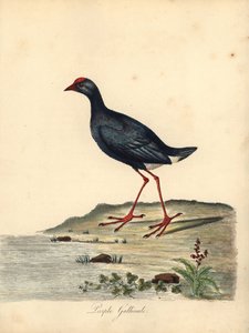 Purpurhuhn, Porphyrio porphyrio. Handkolorierte Kupferstichgravur einer Illustration von William Hayes aus Portraits of Rare and Curious Birds from the Menagery of Osterly Park von William Hayes