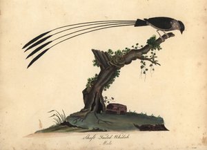 Schaftschwanzwitwe, Vidua regia. Handkolorierter Kupferstich einer Illustration von William Hayes und seiner Tochter M (Matilda) aus Portraits of Rare and Curious Birds from the Menagery of Osterly Park, London von William Hayes